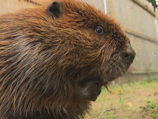 Nibi the beaver ordered released into wild; Massachusetts rescue group 'heartbroken'