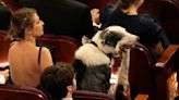 Messi el perro celebridad logró llegar a los Oscar