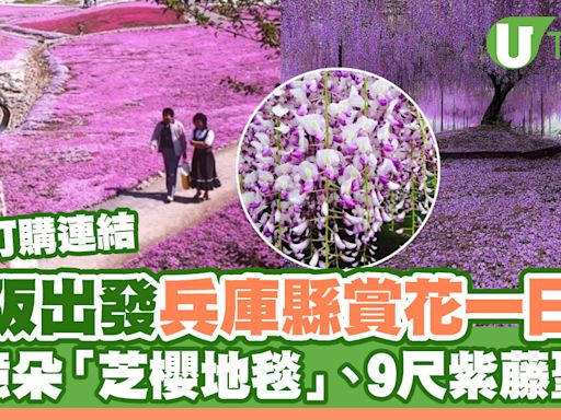 大阪出發兵庫縣賞花一日遊！逾億朵「芝櫻地毯」＋9尺紫藤聖地 附訂購連結 | U Travel 旅遊資訊網站