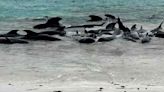 At least 65 pilot whales die in Scottish mass stranding