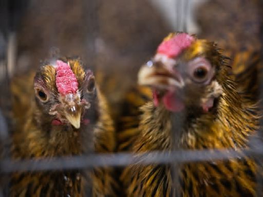 Avian flu infects another commercial poultry farm in Michigan