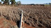 Economía - La producción agrícola de Brasil está en peligro por las mortales inundaciones en Río Grande do Sul