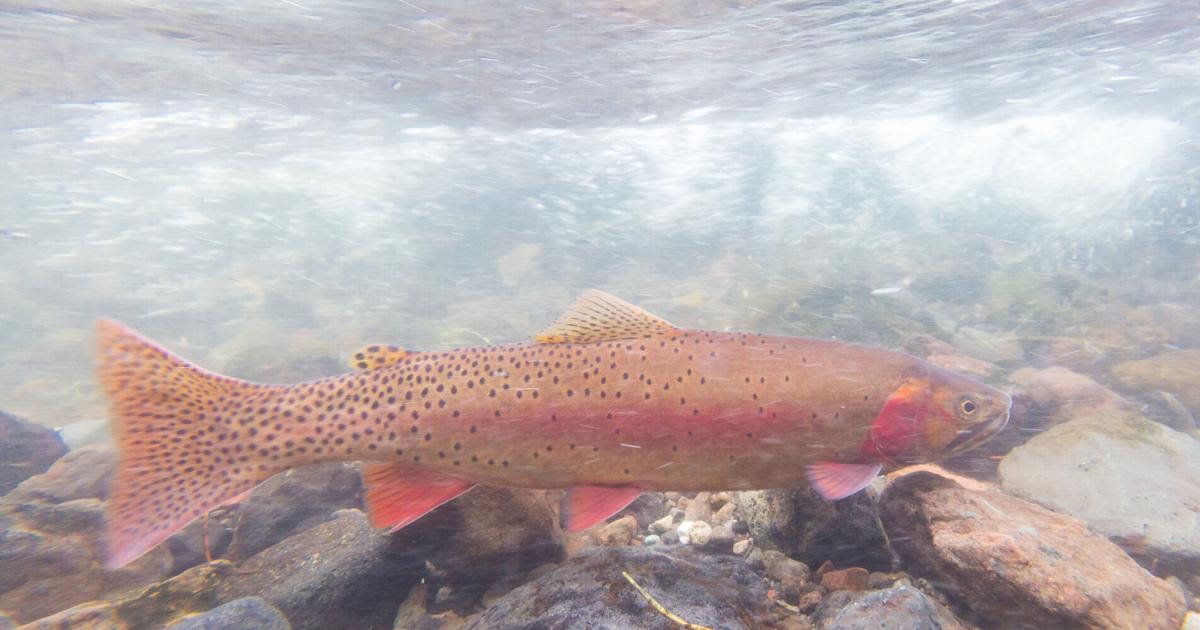 Yellowstone fisheries chief highlights top spots for biggest trout