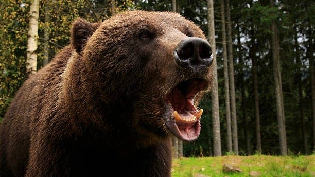 Women say bears less threatening than men when alone in the woods