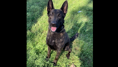 Retired police dog was abandoned by handler at animal shelter, Georgia sheriff says