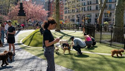 New York City’s dog parks rank in top 10 out of over 100 U.S. cities: report