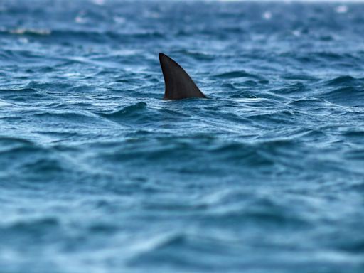 Un tiburón golpea violentamente una moto de agua en la misma playa en la que una mujer y dos adolescentes fueron atacadas