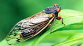 Illinois DNR taps double cicada emergence to inspire state’s artists - Outdoor News