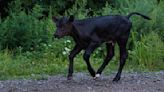 Cow Owner Overjoyed After Watching Calf Take First Steps After a Difficult Birth