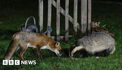 Matlock fox and badger snapped nose to nose in back garden