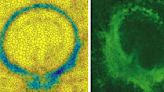 A change of direction: Research reveals a new method to manipulate cell movement in embryos