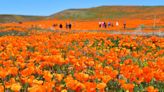 Southern California is poised for another wildflower ‘superbloom’