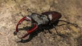 Priced At Rs 75 Lakh Each, These Beetles Are The Worlds Costliest Insects