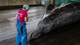 Japan plans to expand whale hunting to largest species yet