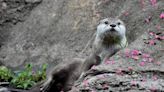 Virginia Zoo announces death of Asian small-clawed otter