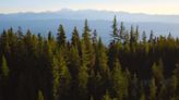 Washington wins grant to acquire 9,700 acres of forestland in Central Cascades