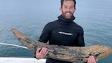 #TheMoment a scuba diver found a mastodon tusk