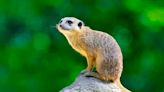 Infoblox uncovers Muddling Meerkat, which can control China's Great Firewall - SiliconANGLE