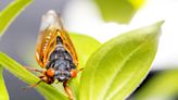For first time in 221 years, two cicada broods to emerge in Indiana simultaneously