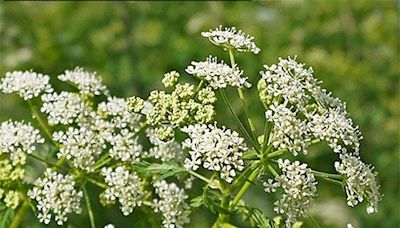 What is poison hemlock? What to know about this pretty but deadly plant growing in Oklahoma