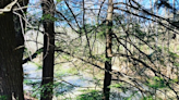 A hiker's path: A day among the hemlocks at Selmier State Forest near North Vernon