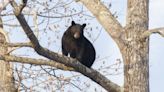 UMaine issues warning about a black bear sighting on bike paths