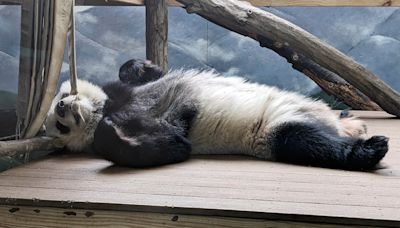 Last of China’s pandas in America will soon be leaving and heading home