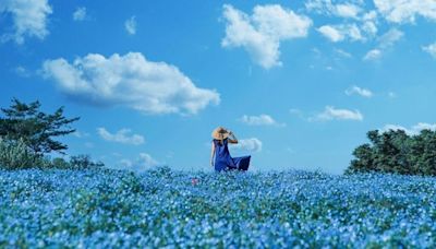 東京昭和紀念公園粉蝶花盛開 180萬株齊放化身湛藍花毯