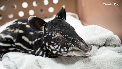 北市動物園添新成員！馬來貘「貘莉」產下小公貘