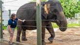 Conoce a Shanti, la futura mamá elefanta de 33 años que vive en el Zoológico de Houston