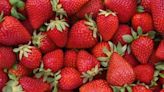 Soergel Orchards in Wexford cancels Strawberry Festival due to high temps, lack of rain