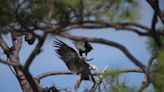 Florida has one of densest populations of bald eagles in US. Here's what you should know