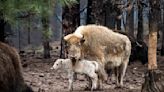 Rare White Buffalo Born in Yellowstone National Park Aligns With Native American Legend