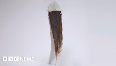 World's most expensive feather sold in New Zealand auction