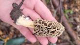 Watch as CBC's Mike Evans takes Windsor Morning host Amy Dodge on a hunt for Morel Mushrooms