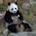 An An (giant panda)