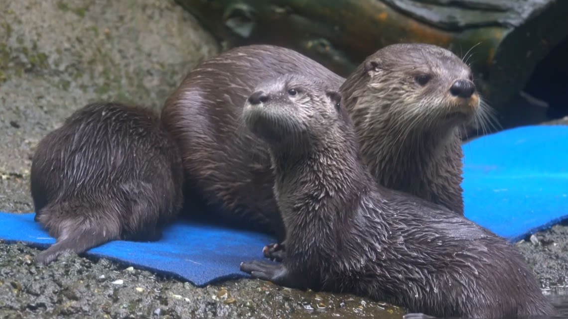 Report: River otters have returned to the San Marcos River