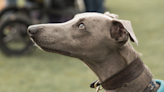 Greyhound ‘Only Child’ Hangs His Head in Sadness Over Mom Dog Sitting Another Pup