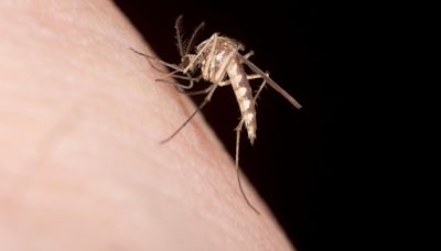 Los Angeles County reports a rare handful of local dengue cases