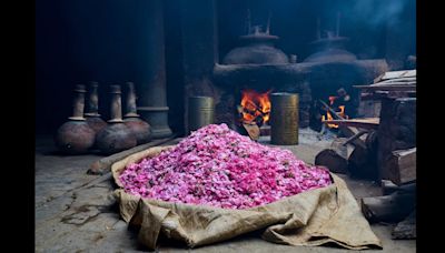 Production falls, prices soar: Heat robbing flowers of fragrance in Kannauj, diminishing yield