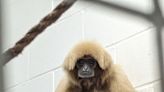 Utica Zoo welcomes baby gibbon: Why the birth is an 'extraordinary circumstance'
