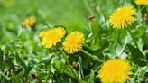 Remove weeds from the garden without chemicals with 3 ‘all natural’ weed killers