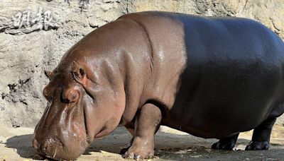 大阪天王寺動物園「雄性」河馬 入住7年始知是女兒身 (18:24) - 20240423 - 熱點