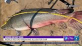 Watch: Angler's 283-pound alligator gar breaks state, world records in Texas