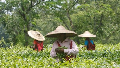 India's tea prices soar as extreme weather slashes output