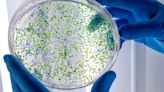 Un nuevo estudio reveló la presencia de microplásticos en todos los testículos humanos analizados