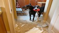 Guilty Great Danes totally destroy arts & crafts project
