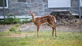 Deer spread COVID to humans multiple times, new research suggests