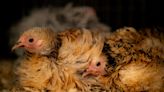 Environmental group launches legal challenge over chicken farm approval