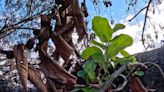 Lahaina’s Beloved 150-Year-Old Banyan Tree Sprouts New Life Following Deadly Maui Wildfires